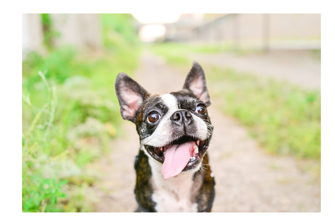 Efficiency is Profit: How to Crush Your Pet Expo Setup 